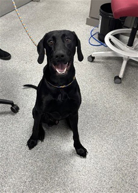 KOA - Doberman Pinscher available for adoption