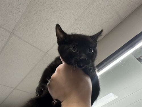 A188158 - Domestic Short Hair available for adoption