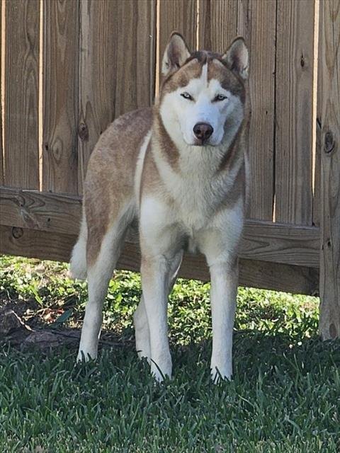 ARCANINE - Siberian Husky available for adoption