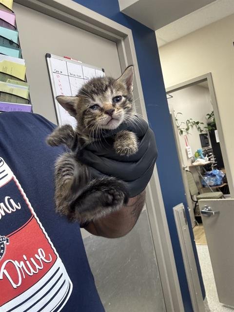 A187191 - Domestic Short Hair available for adoption