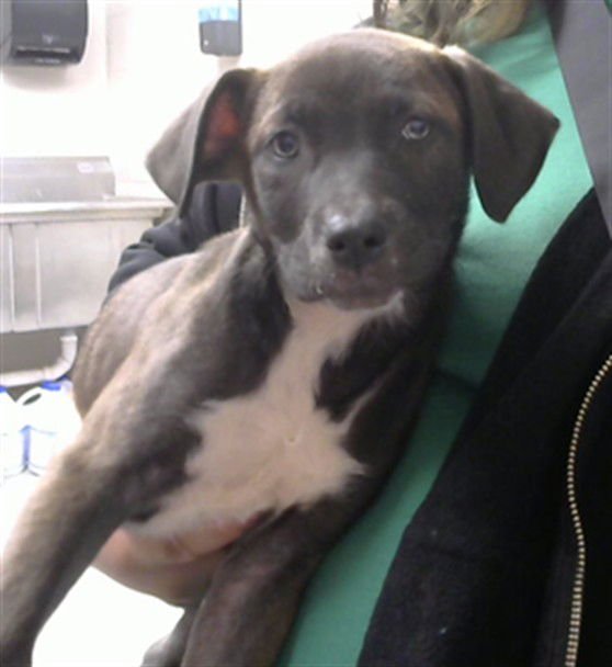 RICKY - Belgian Shepherd Malinois / Labrador Retriever available for adoption