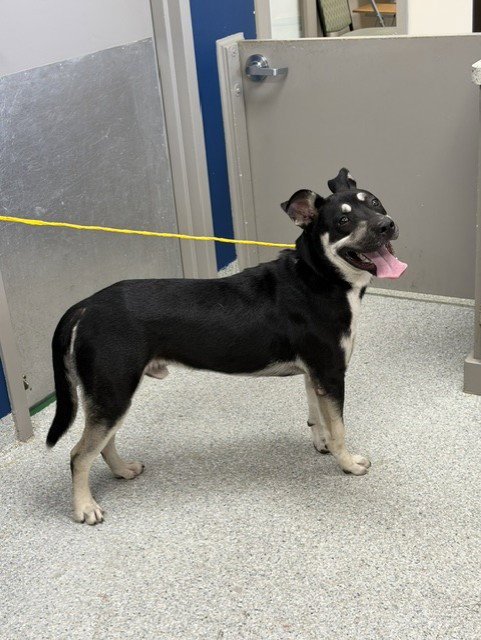 A186653 - Rottweiler available for adoption