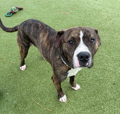 APOLO - American Pit Bull Terrier available for adoption