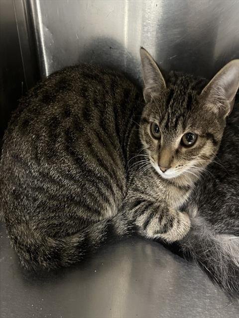 A185250 - Domestic Short Hair available for adoption