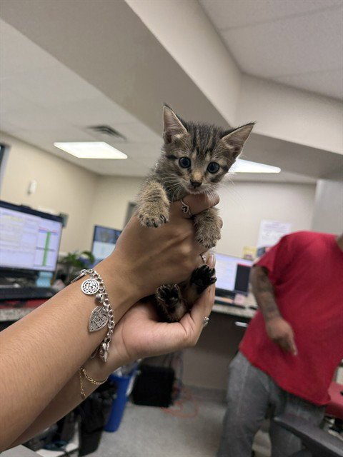 A185250 - Domestic Short Hair available for adoption