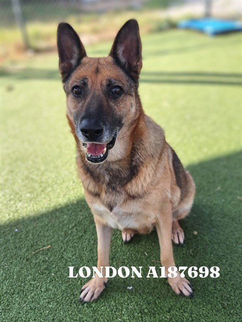 LONDON - German Shepherd Dog available for adoption