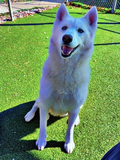 LUNA - Siberian Husky available for adoption