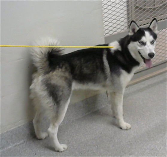 BANDIT - Siberian Husky available for adoption