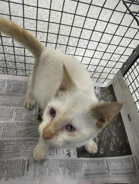 A187085 - Domestic Short Hair available for adoption