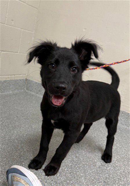 A185016 - Flat-coated Retriever available for adoption