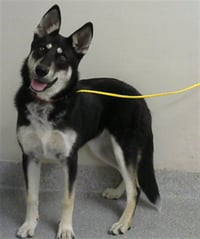 SHIRLEY TEMPLE - Photo 1