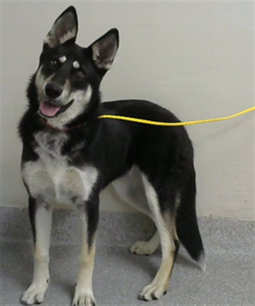 SHIRLEY TEMPLE - Siberian Husky available for adoption