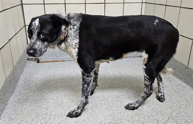 OREO - Labrador Retriever available for adoption