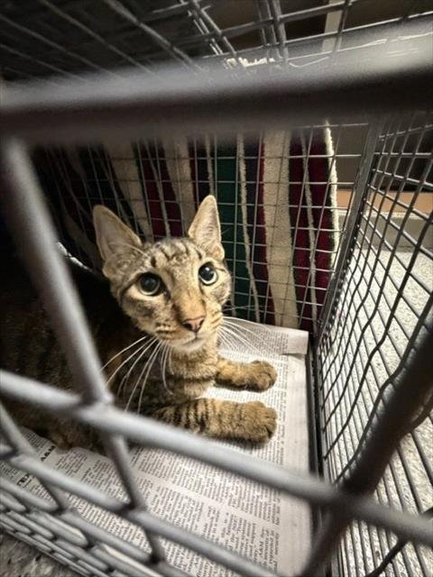 MILO - Domestic Short Hair available for adoption