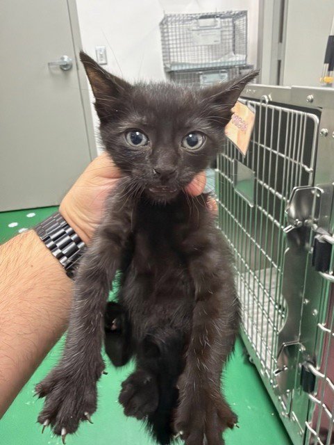A187353 - Domestic Short Hair available for adoption