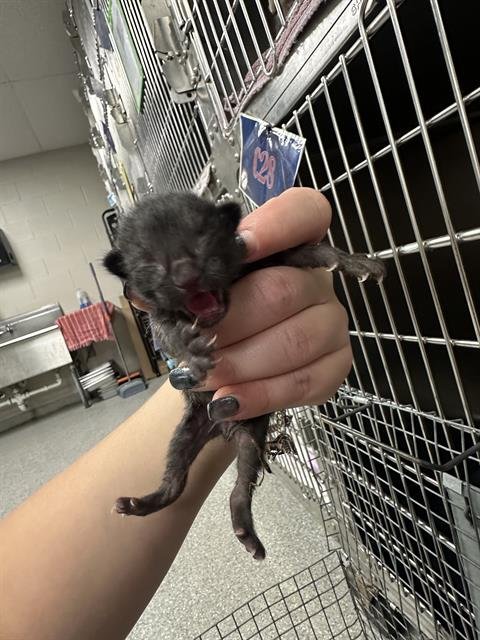 A187353 - Domestic Short Hair available for adoption