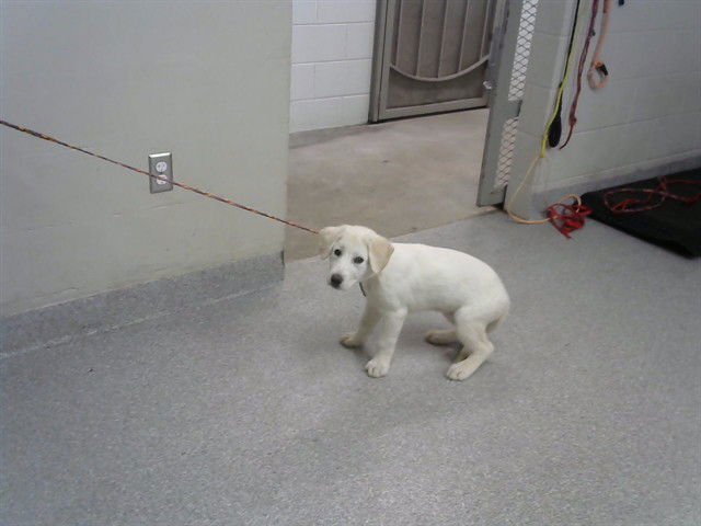 A183443 - Golden Retriever available for adoption