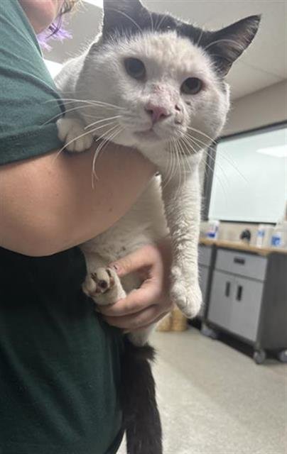 BORIS - Domestic Short Hair available for adoption