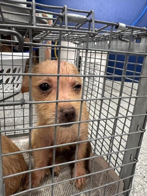 A187129 - Rat Terrier available for adoption