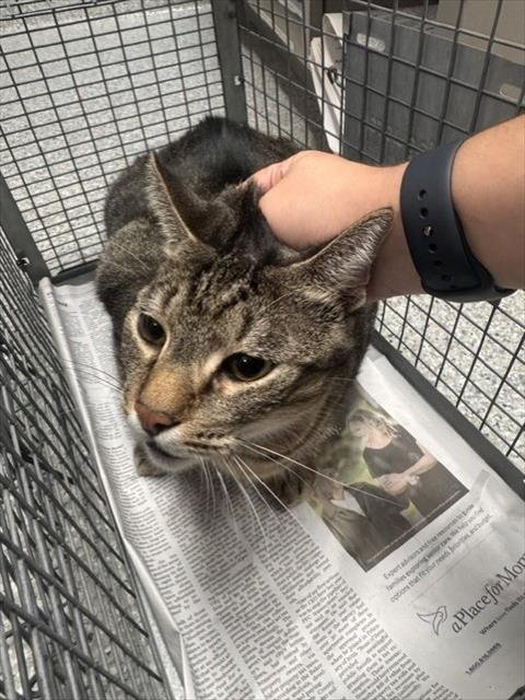 LA RAYADA - Domestic Short Hair available for adoption