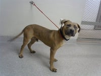 DIESEL - Photo 1