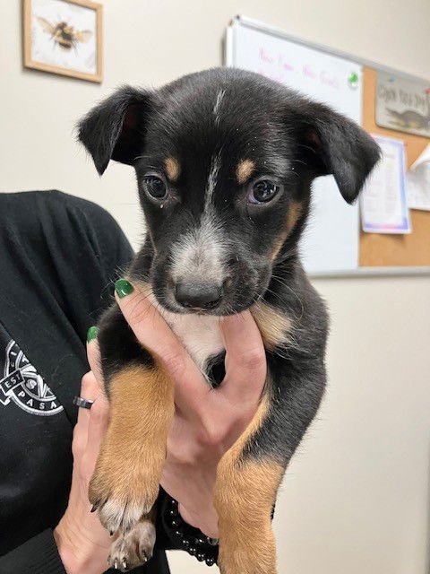BEAU - Rat Terrier available for adoption