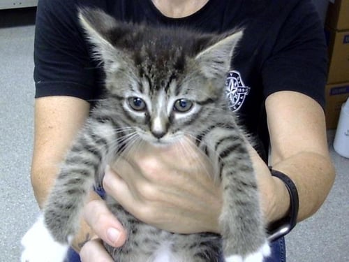 A187487 - Domestic Short Hair available for adoption