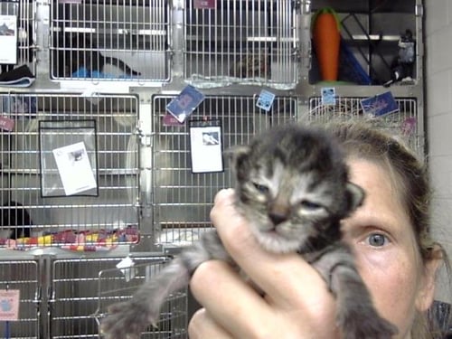 A187487 - Domestic Short Hair available for adoption