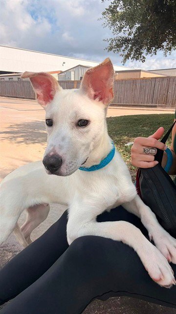 BREAD AND BUTTER PICKLE - German Shepherd Dog available for adoption