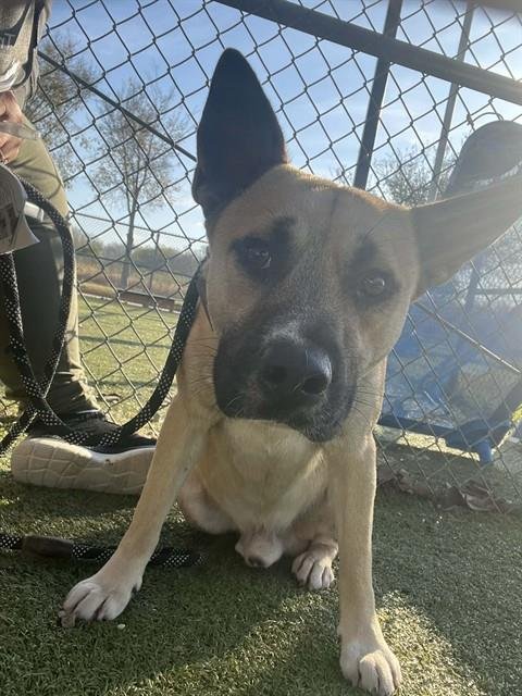 WILSON - American Pit Bull Terrier available for adoption