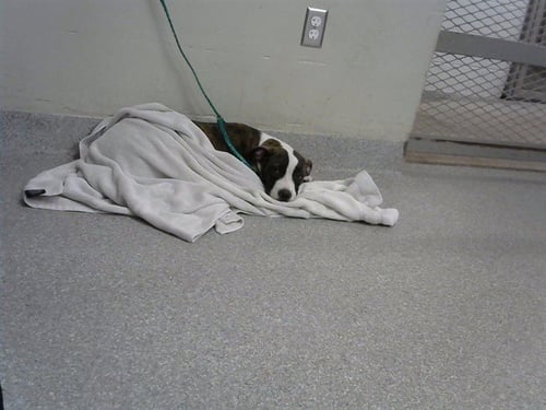 A187415 - American Pit Bull Terrier available for adoption