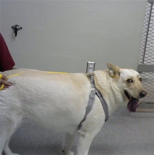 BEANS - Siberian Husky / German Shepherd Dog available for adoption