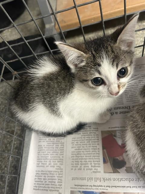 A189000 - Domestic Short Hair available for adoption