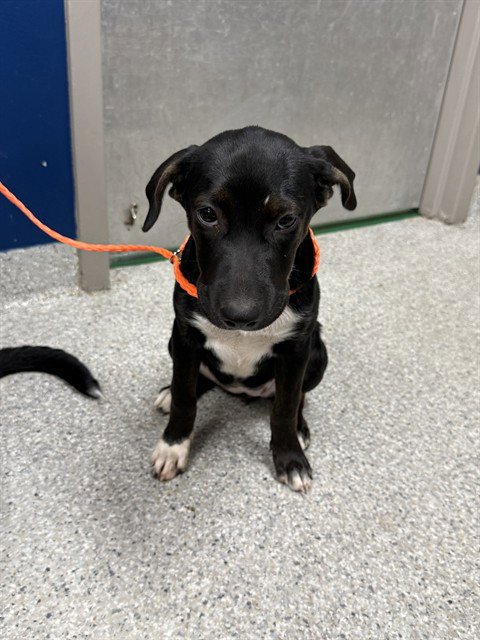 A188755 - Labrador Retriever available for adoption