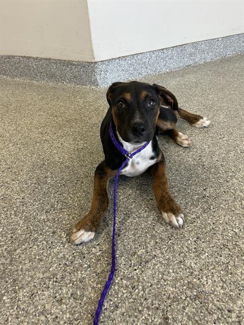 ASTRO BOY - Labrador Retriever / Boxer available for adoption