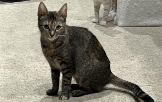 TAMMY Image