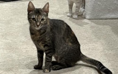 TAMMY - Domestic Short Hair for adoption in Pearland