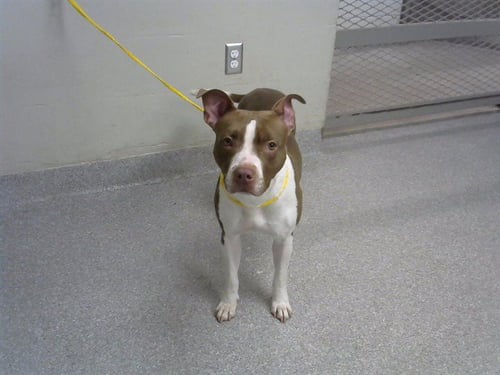 A184007 - American Pit Bull Terrier available for adoption
