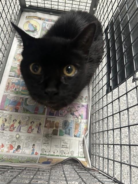 A184513 - Domestic Short Hair available for adoption