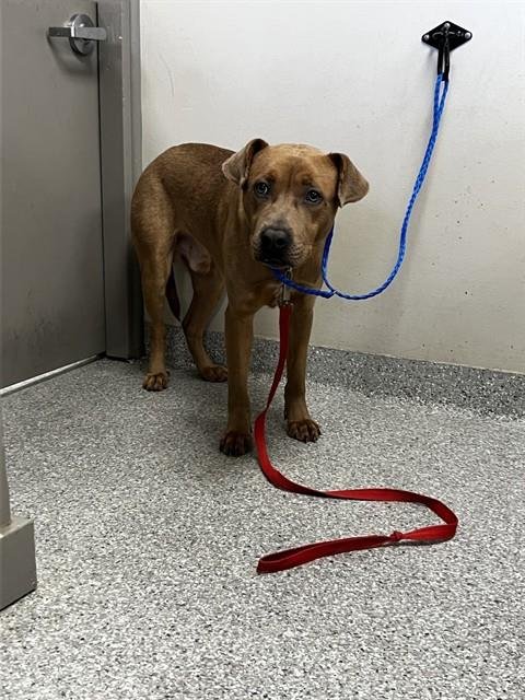 PEPE - American Pit Bull Terrier available for adoption