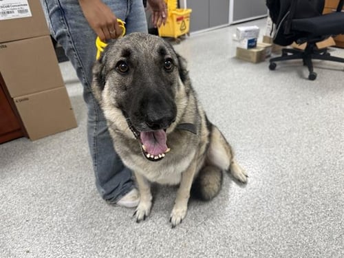 SMOKEY - German Shepherd Dog available for adoption