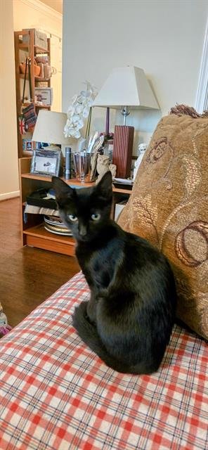 KITTY - Domestic Short Hair for adoption in Pearland