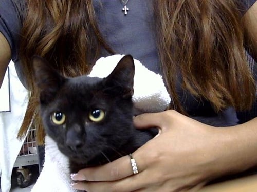 A184730 - Domestic Short Hair available for adoption