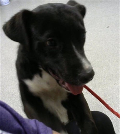 A183927 - Labrador Retriever available for adoption