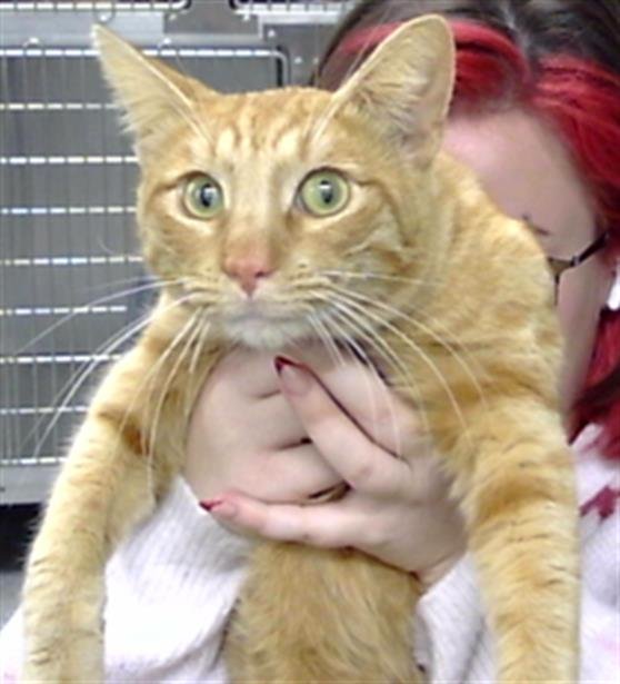 A183471 - Domestic Short Hair available for adoption