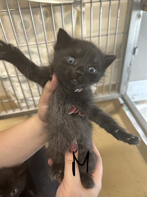 A186523 - Domestic Medium Hair available for adoption