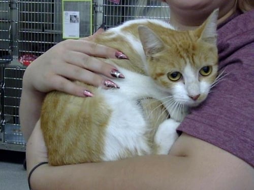 A187340 - Domestic Short Hair available for adoption