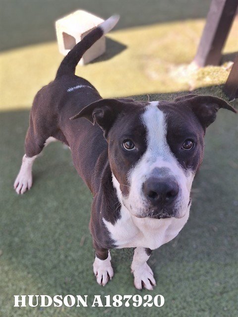 HUDSON - American Pit Bull Terrier available for adoption