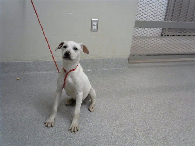 NIGEL - Staffordshire Bull Terrier available for adoption