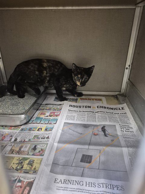 A187826 - Domestic Short Hair available for adoption
